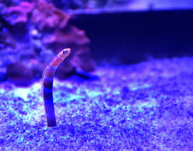 Kein Sandwurm, keine Szene aus "Dune", sondern ein Fisch,