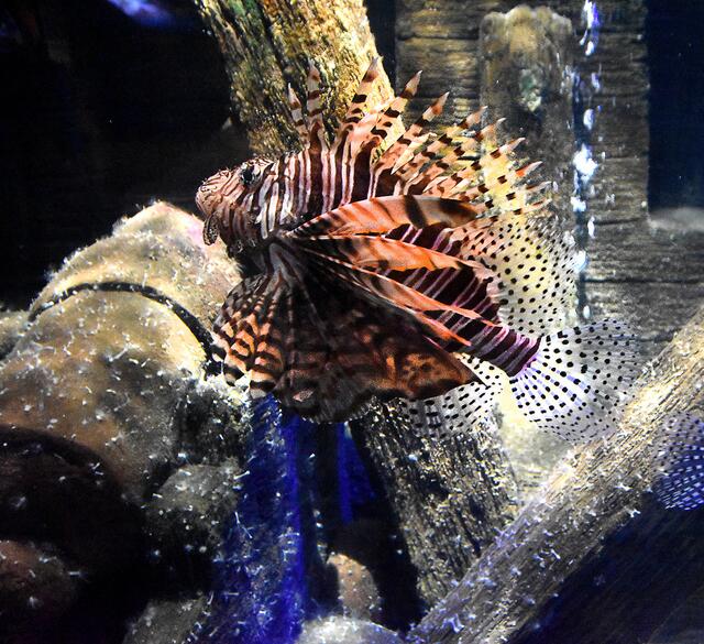 Faszinierende Unterwasserwelten im Sealife.