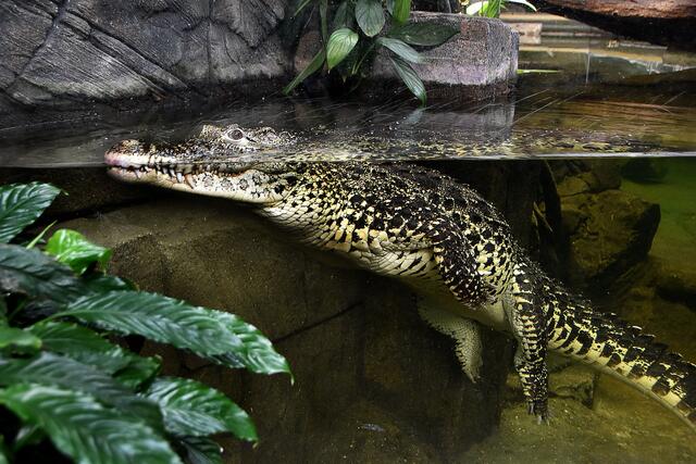 Im hannoverschen Zoo sind die Echsen schon seit Jahrzehnten verschwunden. Im Sealife gibt es aber noch ein Krokodil zu sehen.