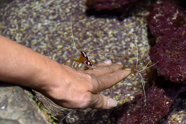 Putzergarnelen bei der Maniküre von Besuchern
