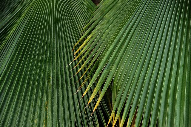 Die tropische Blätterwelt im Sealife bietet Fotografen eine Vielzahl von Strukturen.