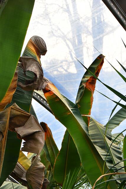 Blick vom tropischen Regenwald nach draußen in den kalten hannoverschen November.