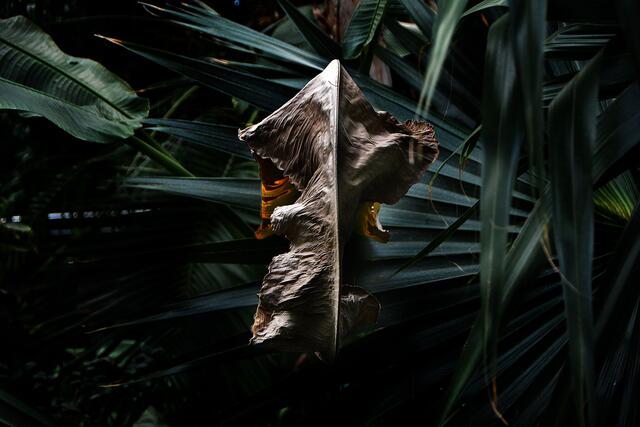 Nicht nur die Tiere unter Wasser,  auch die Pflanzen in der Kuppel bieten schöne Motive.