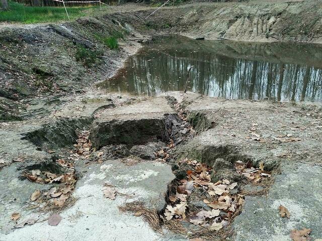 Der Teich für den Kammmolch verlandet langsam.