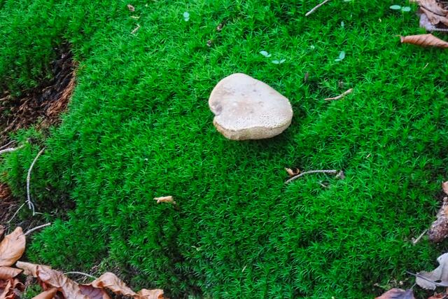 Moos mit Pilz im Spätherbst