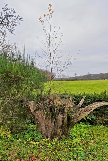 am Wildenstall, hier wächst eine Birke aus einem umgedrehten Wurzelballen