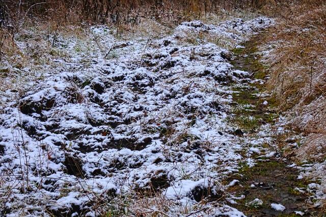 ein durch Wildschweine aufgewühlter Wanderweg