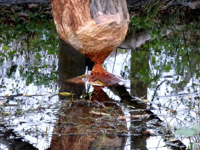 Versuch einer Eieruhr