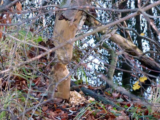 Ein anderer Clan arbeitet hier am Fuchsbach