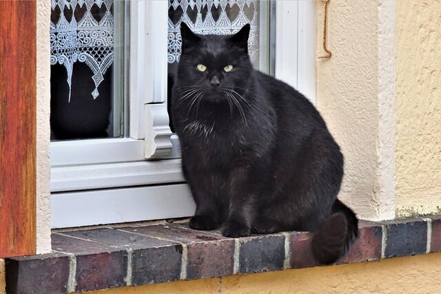 die Katze auf der Fensterbank in Pansfelde
