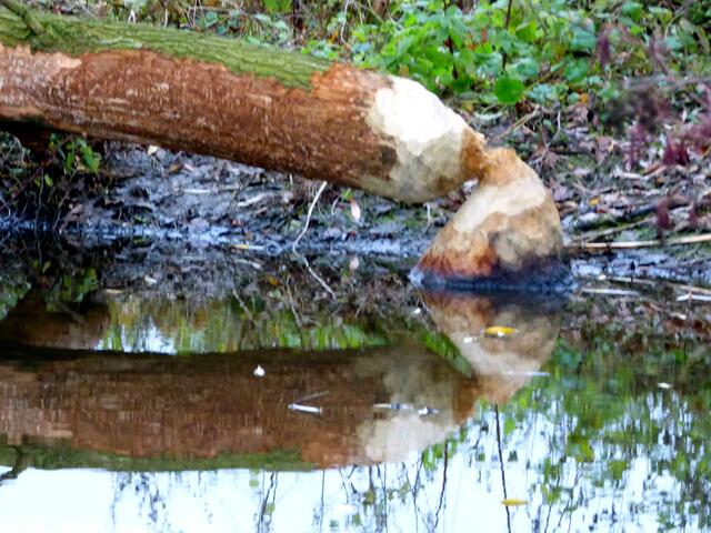 Wieso ist der umgefallen?