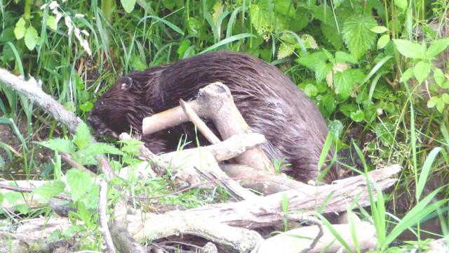 Hier arbeite ich am Damm