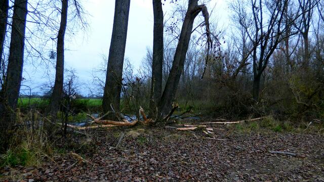 Dahinter ein neuer Übungsplatz kurz vor dem Koldinger Holz.