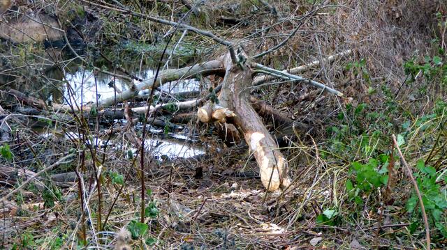Übungsplatz für Anfänger