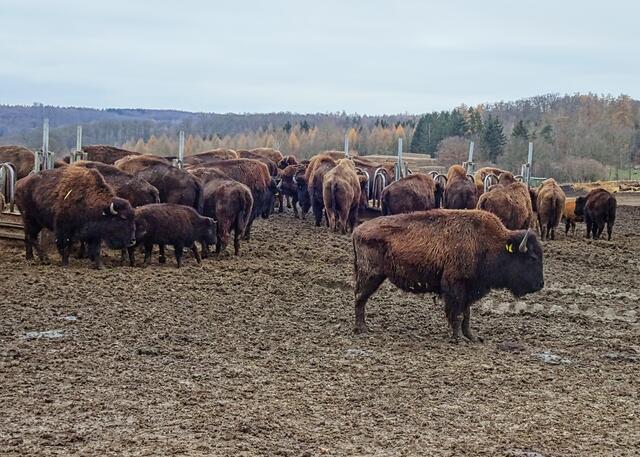 Bisonherde