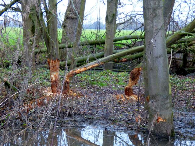 Beim Künstlereingang an der Alten Leine