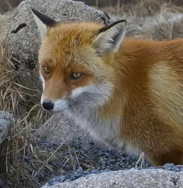 Und Reineke Fuchs kennt zumindest die Richtung, denn dort im hohen Norden leben seine Vettern, die weißen Polarfüchse. | Foto: Markus Wolter