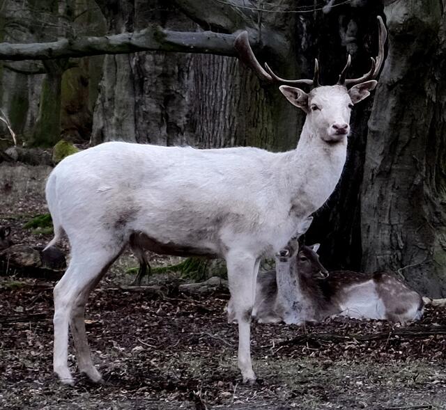 Die größte Hilfe aber ist ihr Rudolph. Auf seinem Rücken darf sie bis zum Nordpol reiten. | Foto: Christel Wolter