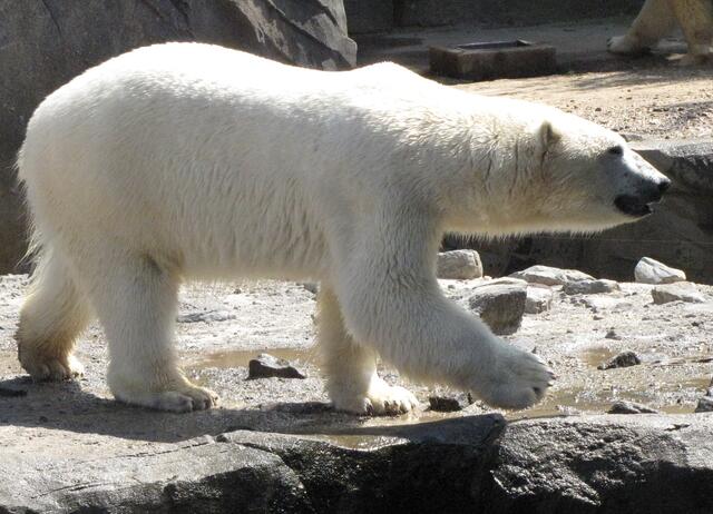 Als Anna auf der weiten Schneefläche einen Eisbären erkennt, weiß sie, dass es nun wirklich nicht mehr weit sein kann. | Foto: Christel Wolter