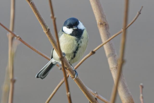 ... und schaut ganz lieb zum Fotografen drein!