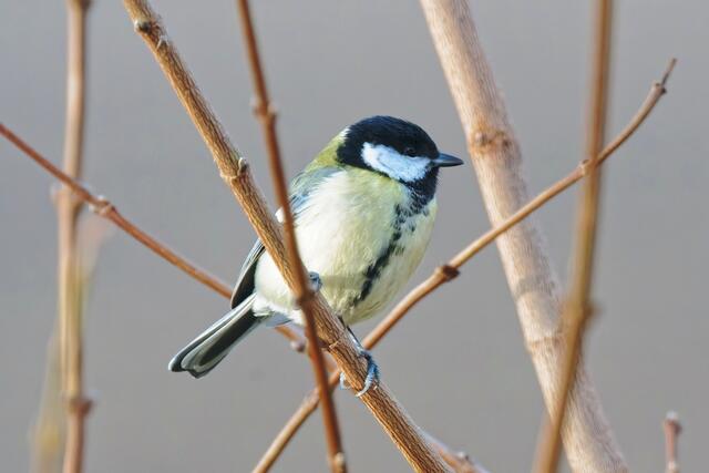 Ein schöner Vogel, zart und klein ...