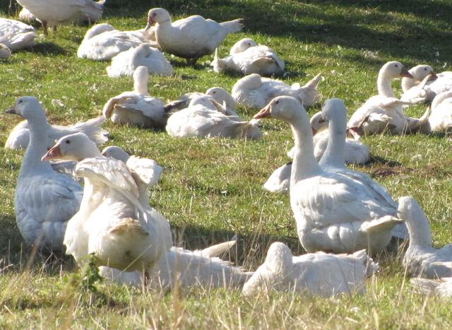 Aber Gott sei Dank gibt es im Gänsehimmel saftige Wiesen, keine Weihnachtszeit und auch keinen Fuchs. So nimmt alles doch noch sein gutes ENDE.