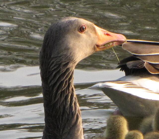 So möchte Gertrud nicht enden. Es gelingt ihr, in den Wald zu fliehen.