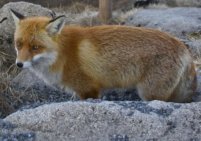 Doch das Unheil nimmt trotzdem seinen Lauf. Wie gewonnen, so zerronnen. So ist es um Gertrud nun doch noch geschehen. | Foto: Markus Wolter