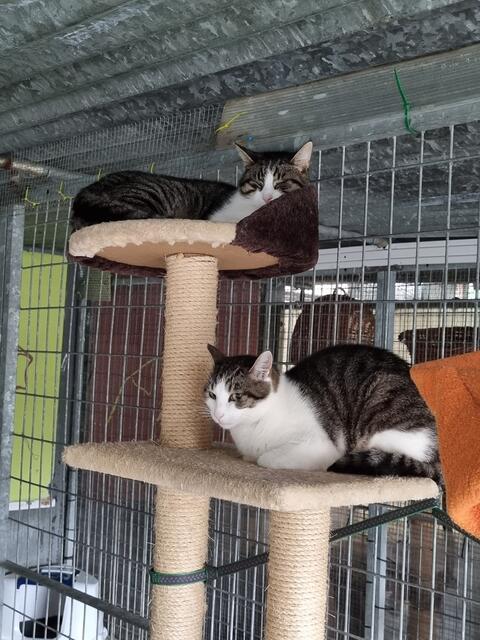 Cheyenne und Jimmy (Pflegestelle)