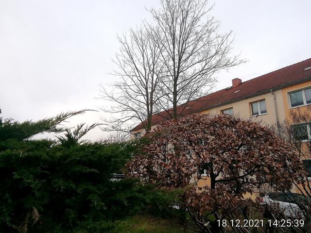 Eschenbaum - Temperaturen: Nachts 5,7° / 10:18 6,9° / 13:15 7,1°  19.12.2021 !!! Sonntagsbilder 2021 !!!