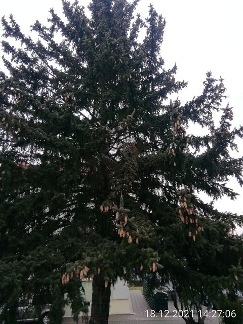 Tannenzapfen1 - Temperaturen: Nachts 5,7° / 10:18 6,9° / 13:15 7,1°  19.12.2021 !!! Sonntagsbilder 2021 !!!