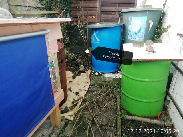 Fliederbusch verschnitten - Temperaturen: Nachts 5,7° / 10:18 6,9° / 13:15 7,1°  19.12.2021 !!! Sonntagsbilder 2021 !!!