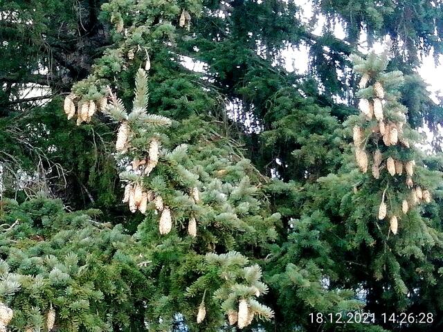 Tannenzapfen 2 - Temperaturen: Nachts 5,7° / 10:18 6,9° / 13:15 7,1°  19.12.2021 !!! Sonntagsbilder 2021 !!!