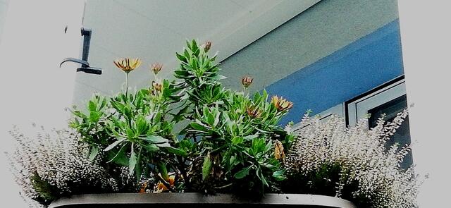 Blumenkaste im Dezember - Temperaturen: Nachts 5,7° / 10:18 6,9° / 13:15 7,1°  19.12.2021 !!! Sonntagsbilder 2021 !!!