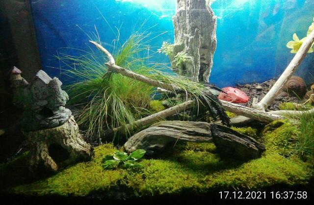 Neues Moos im Terrarium - Temperaturen: Nachts 5,7° / 10:18 6,9° / 13:15 7,1°  19.12.2021 !!! Sonntagsbilder 2021 !!!