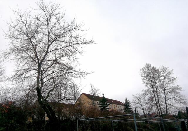 Winterbild 2 - Temperaturen: Nachts 5,7° / 10:18 6,9° / 13:15 7,1°  19.12.2021 !!! Sonntagsbilder 2021 !!!