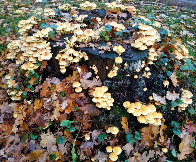 Pilze haben diesen Baumstumpf im Stadtwald erobert.