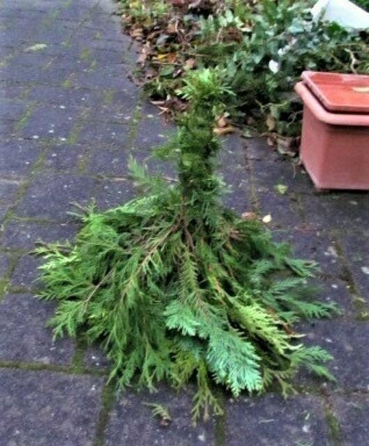 Grüner sehr, sehr fest gebundener Tweige-Strauß einfach  umdrehen.                                                                                Zu dünne Zweispitzen, zum Schluß, einzel einkürzen