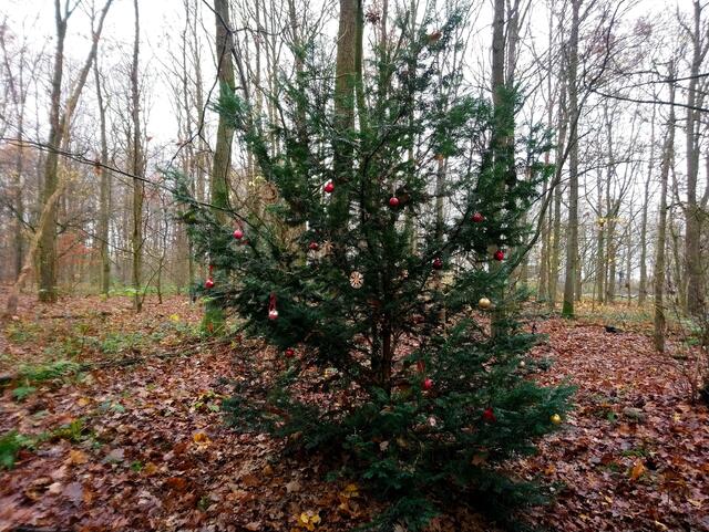Ein netter Mensch schmückt jedes Jahr diesen Baum.