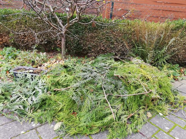 Geschenkte Zweige von (in diesem Fall) unterschiedlichen Lebensbaumarten