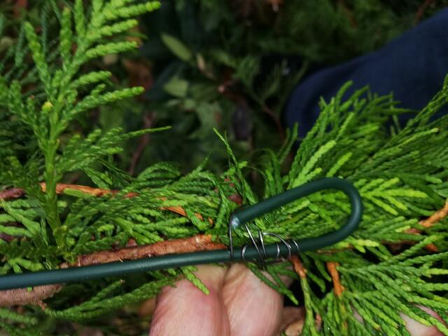 DRAHTanfang zum späteren  Biegen der Stiele/Zipfelmütze