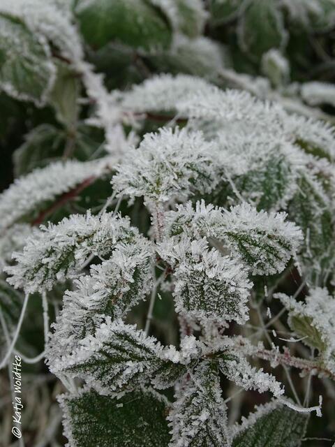 Glitzernde Brombeerblätter an der Bürgerwiese Kaltenweide (Foto: Katja Woidtke) | Foto: Katja Woidtke