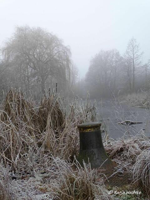 Nebelzauber am Weiher auf der Bürgerwiese Kaltenweide (Foto: Katja Woidtke) | Foto: Katja Woidtke