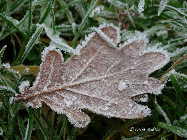 Es knistert auf der Wiese... (Foto: Katja Woidtke) | Foto: Katja Woidtke