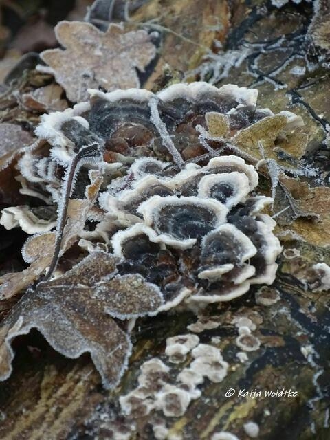 Vereiste Pilze (Foto: Katja Woidtke) | Foto: Katja Woidtke