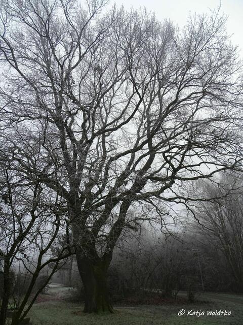 Nebelzauber auf der Bürgerwiese in Kaltenweide (Foto: Katja Woidtke) | Foto: Katja Woidtke