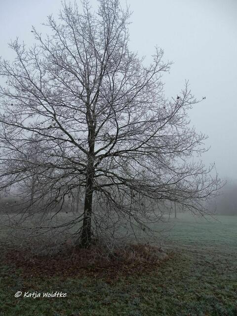 Nebelzauber auf der Bürgerwiese Kaltenweide (Foto: Katja Woidtke) | Foto: Katja Woidtke