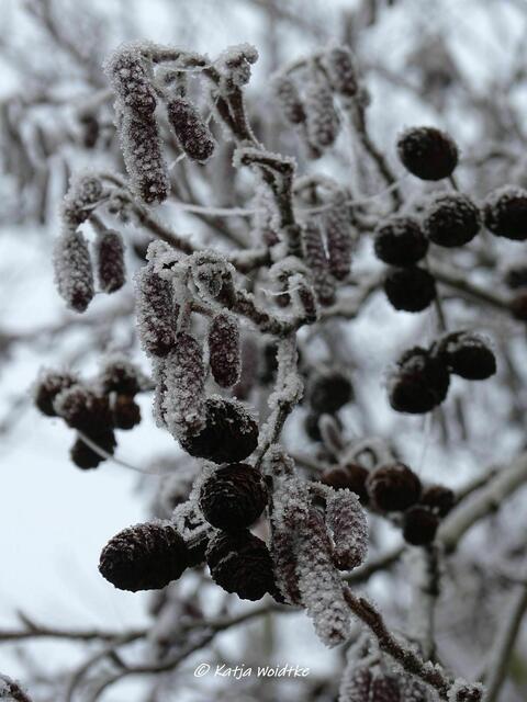 "Gezuckerte" Erlen an der Bürgerwiese Kaltenweide (Foto: Katja Woidtke) | Foto: Katja Woidtke