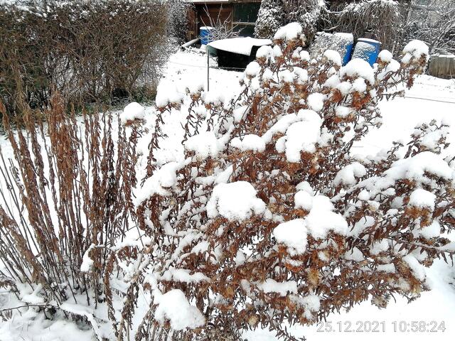 Winterastern - Temperaturen: Nachts 8,7° minus  / 10:18 5,9° minus / 13:15 2,1° minus  -  26.12.2021 !!! Weihnachts-Sonntagsbilder 2021 !!!