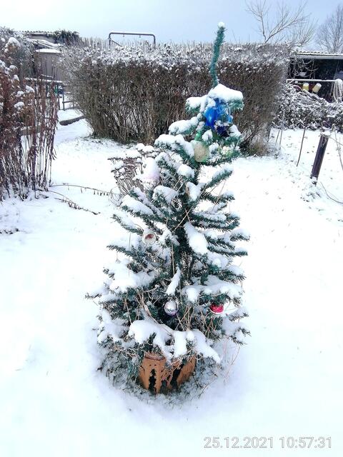 Eingeschneit - Temperaturen: Nachts 8,7° minus  / 10:18 5,9° minus / 13:15 2,1° minus  -  26.12.2021 !!! Weihnachts-Sonntagsbilder 2021 !!!